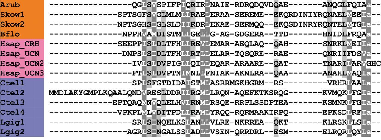 Alignment of ArCRH with other corticotropin-releasing hormone (CRH)-type peptides