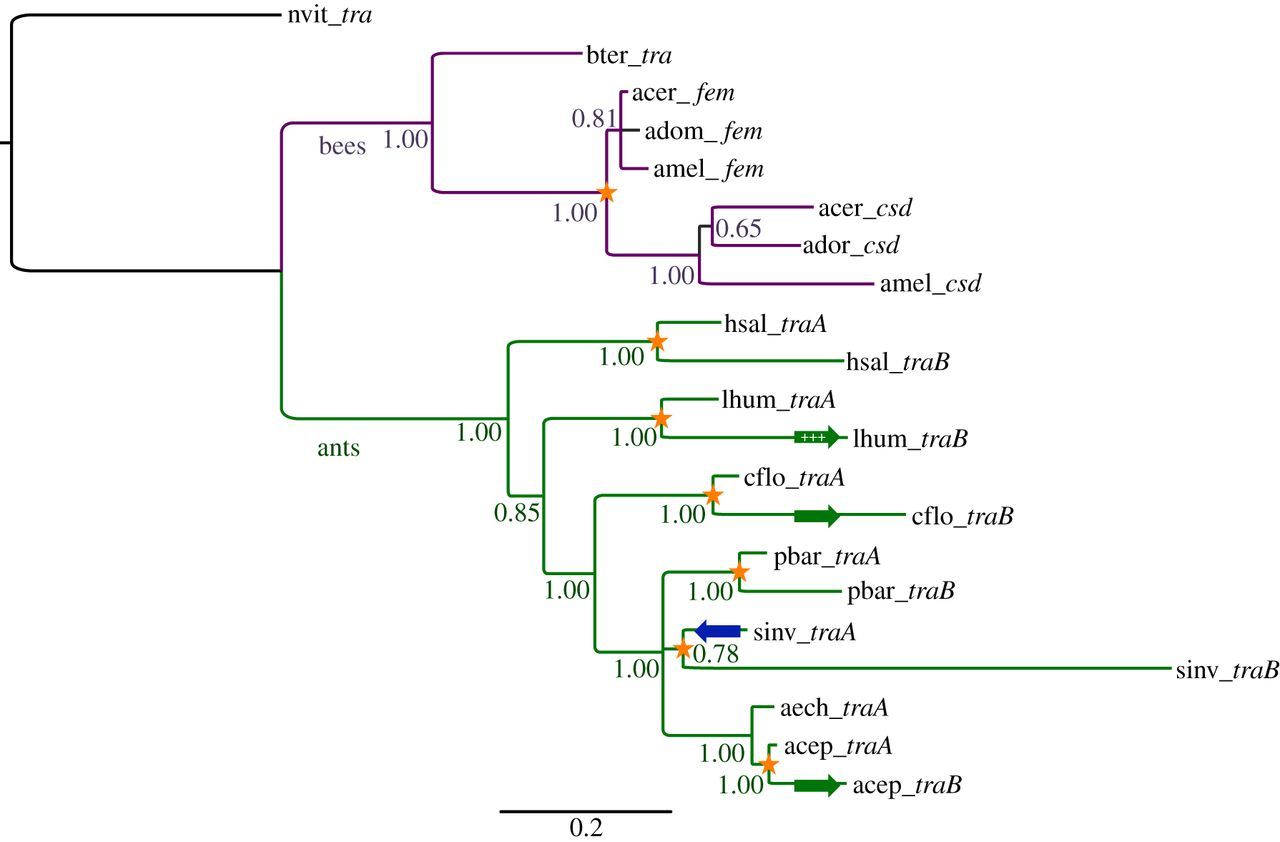 Gene tree of tra homologues in Hymenoptera