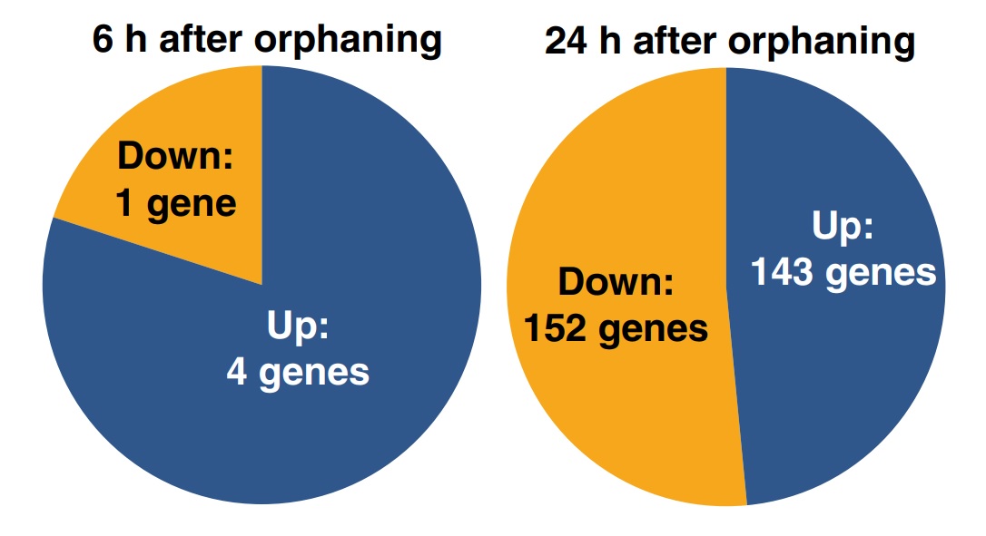 Numbers of genes