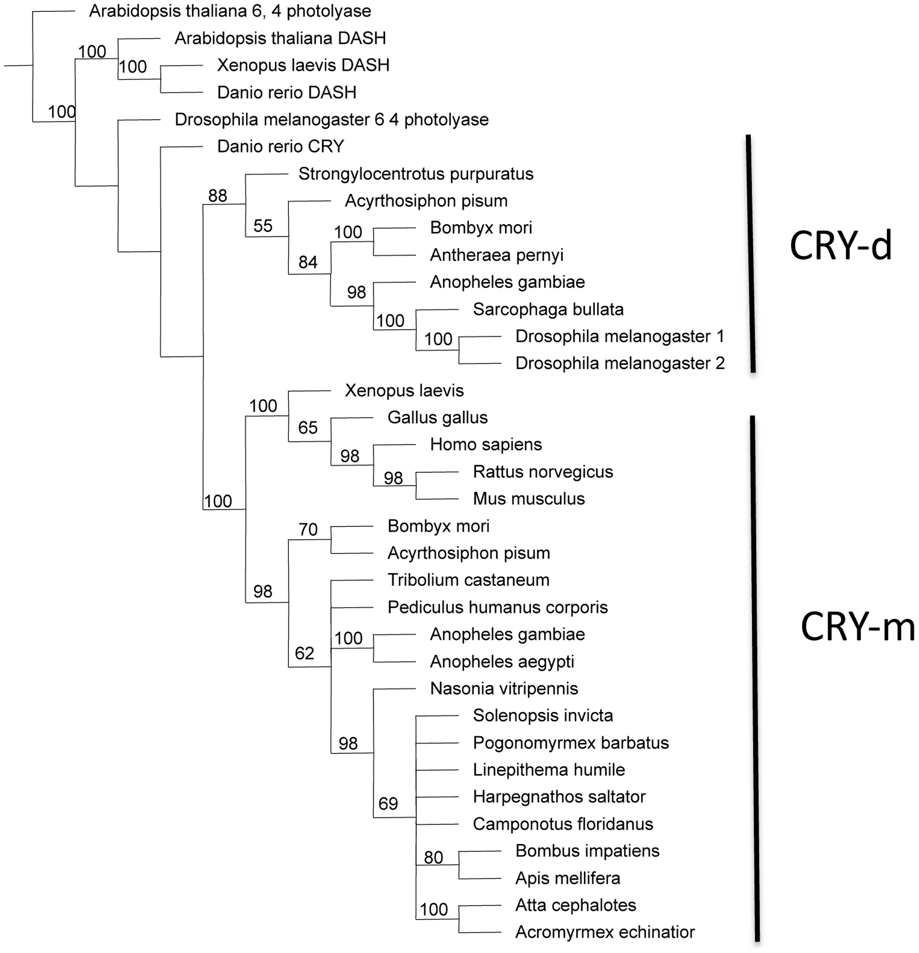 Parsimony tree for cryptochrome gene family