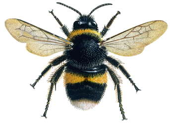 Foraging bumblebees acquire a preference for neonicotinoid-treated food with prolonged exposure